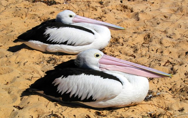 Pelicans, Monkey Mia, Western Australia