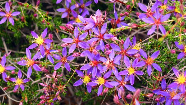 Calytrix flowers on the road to Cape Peron