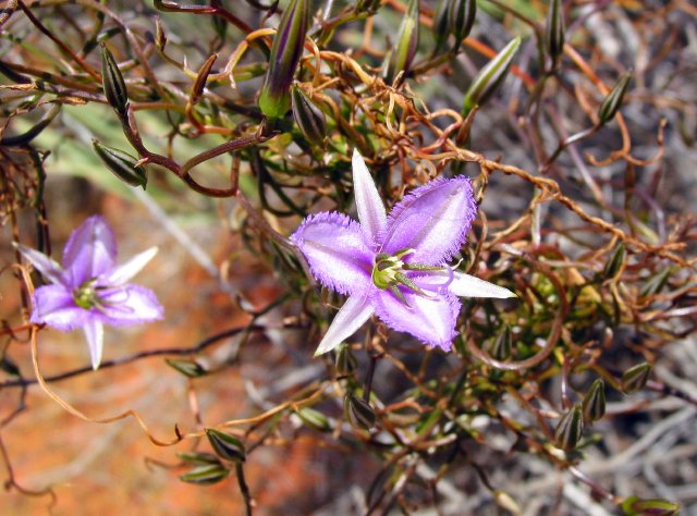 Fringe lily