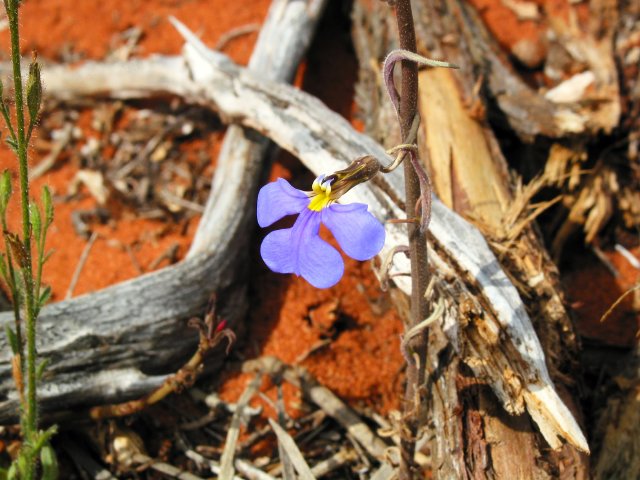 Lobelia