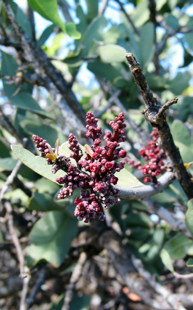 Sandalwood flowers