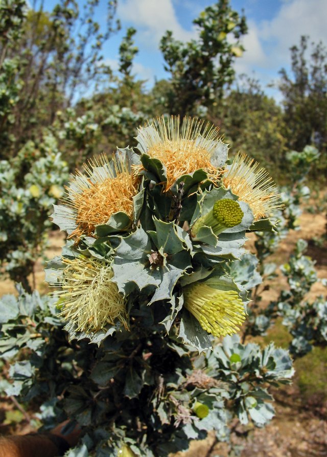 Dryandra sessilis