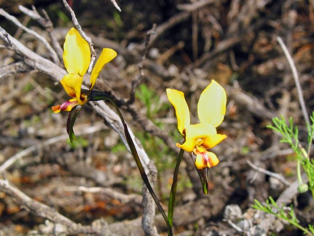 Donkey Orchid