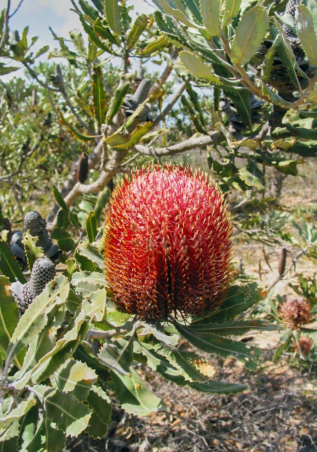 Banksia menzesii, side of the road, east of Geraldton