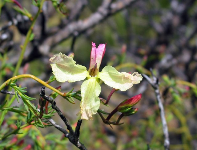 Lechenaultia linarioides