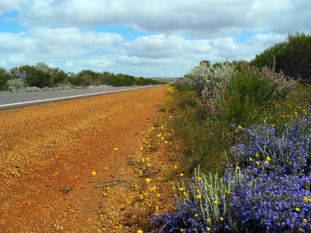 East of Mullewa, WA