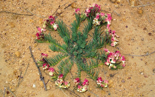 Wreath flower, not really making much of a wreath though.  Near Pindar, WA