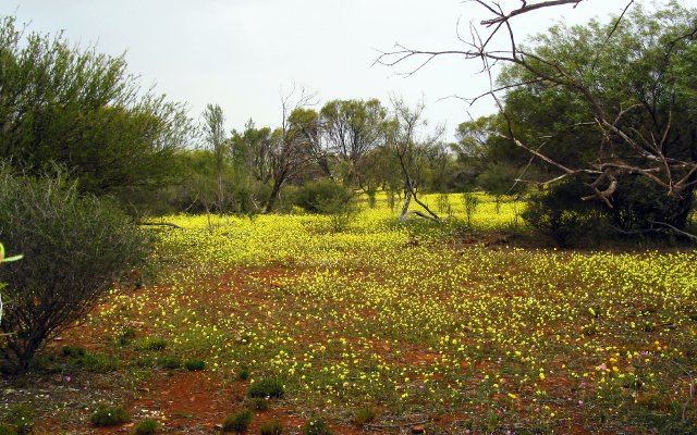 Coalseam Park