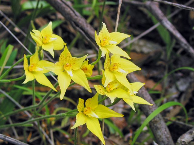 Orchids on the road verge