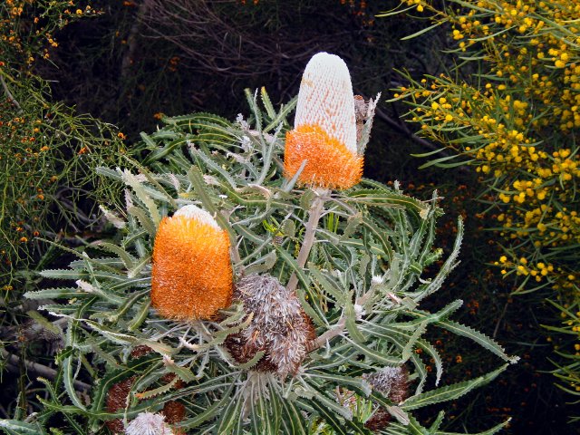 Banksia, Road verge