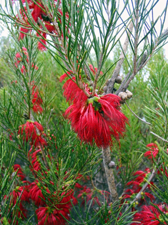 More roadside plants