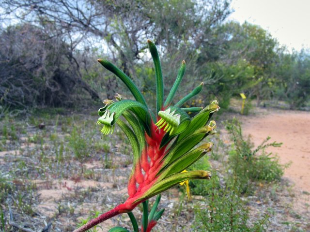 Red and Green Kangaroo Paw, Kalbarri Wildflower Centre