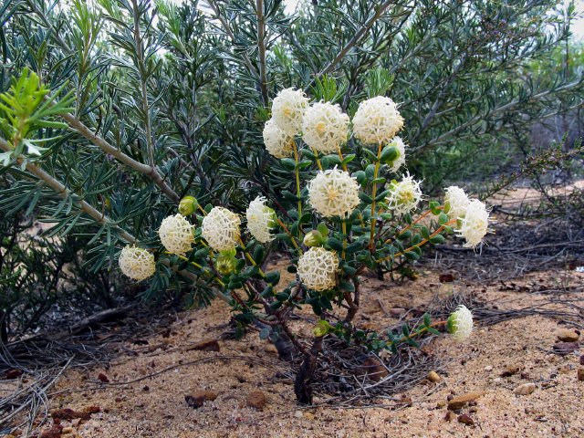 Flowers, Kalbarri Wildflower Centre