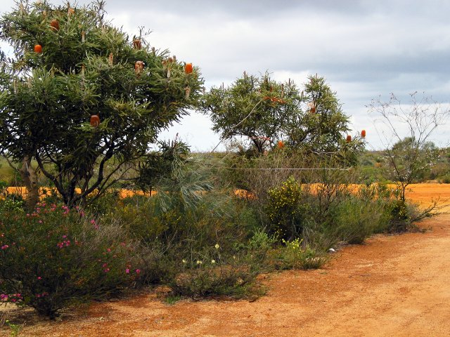 Banskia, calytrix, grevillea, and about ten other plants.   These types of native gardens are just everywhere along roads; this one's 10km northwest of Kalbarri Airport.