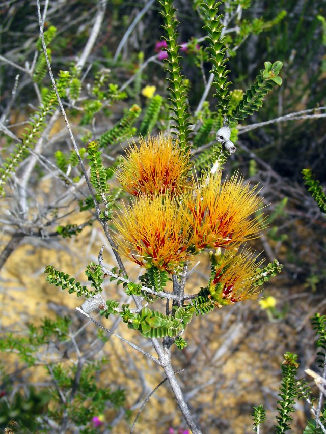 20km northwest of Kalbarri Airport, Western Australia.  This flower's pretty spectacular, so much so it hurts to look at it.