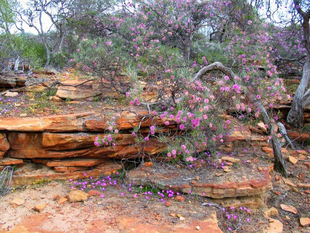 Flowers, walk to Z Bend Lookout