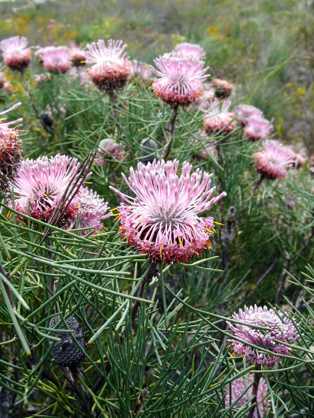 Isopogon sp, protea family.  25km SE of Kalbarri Airport Road junction.