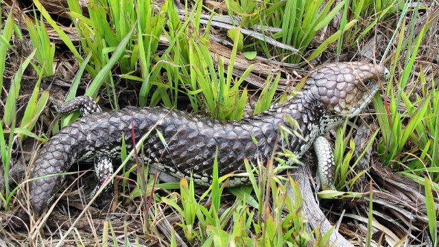 Bobtail skink