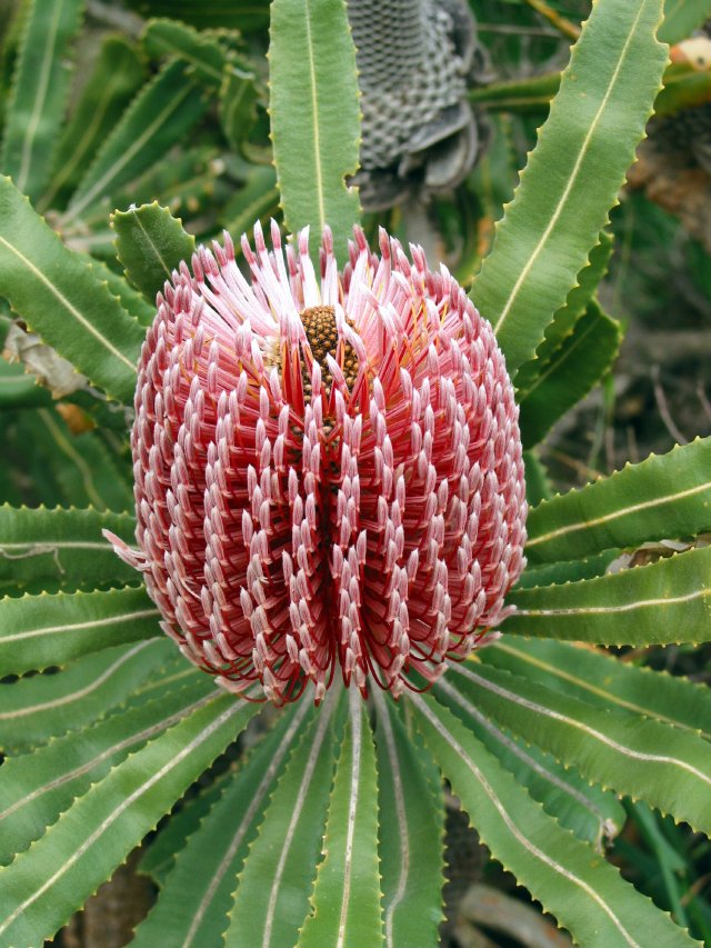 Banksia menziesii, 15km East of Hutt River Province