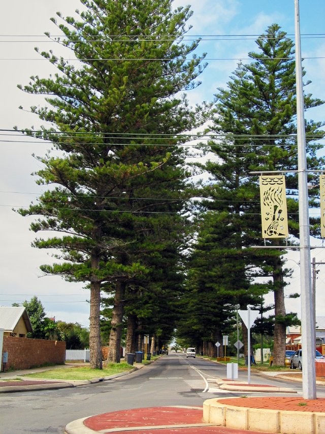 Norfolk Island Pines as street trees.  Good thing they don't make cones here.  This is Geraldton, Western Australia.