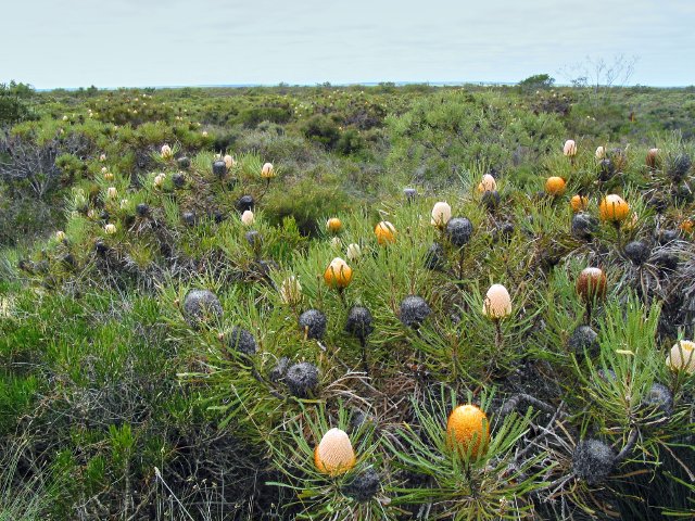 Banksia fields, 20km N Eneabba