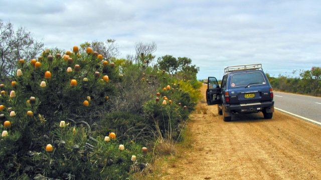 Roadside banksias.  20km north of Eneabba, Western Australia