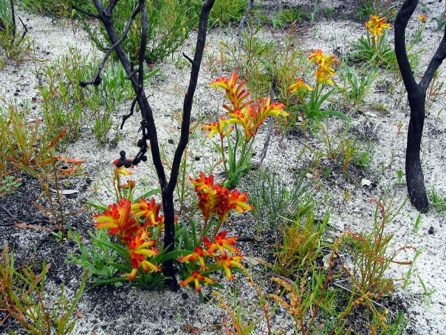 Blooming after a fire.  10km north of Eneabba, Western Australia.