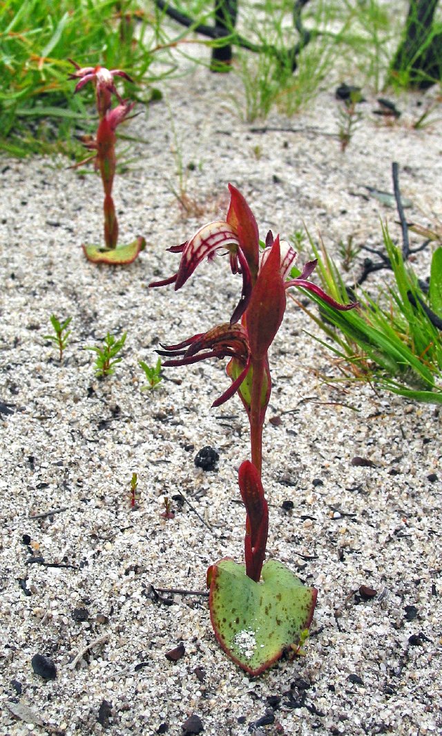 Fire-resistant orchid, 10km north of Eneabba, Western Australia