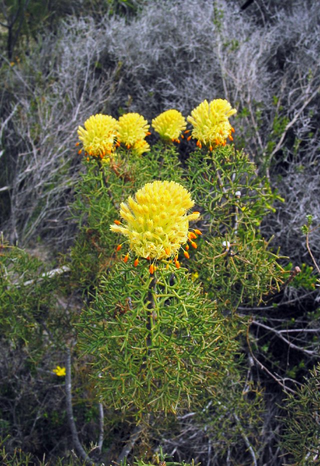 Isopogon sp, 8km north of Eneabba