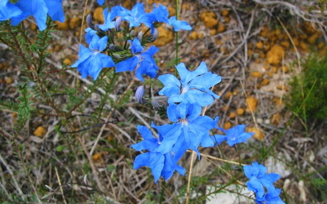 There are a lot of blue-colored flowers in Western Australia.  Not sure why.  30km south of Eneabba.