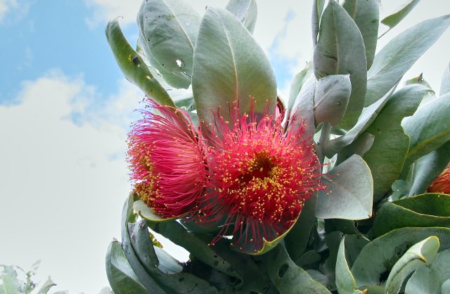 Eucalyptus.  3km east towards Watheroo