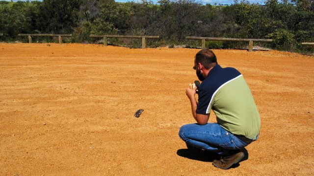 Stumpy asks Chris for a handout.  Nature trail east of Badgingarra, Western Australia