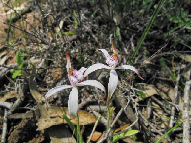 Orchids, on nature trail east of Badgingarra, WA