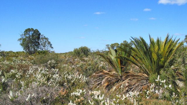 Seeing cycads mixed in with the native bush was very odd.  Nature Trail east of Badgingarra, Western Australia.