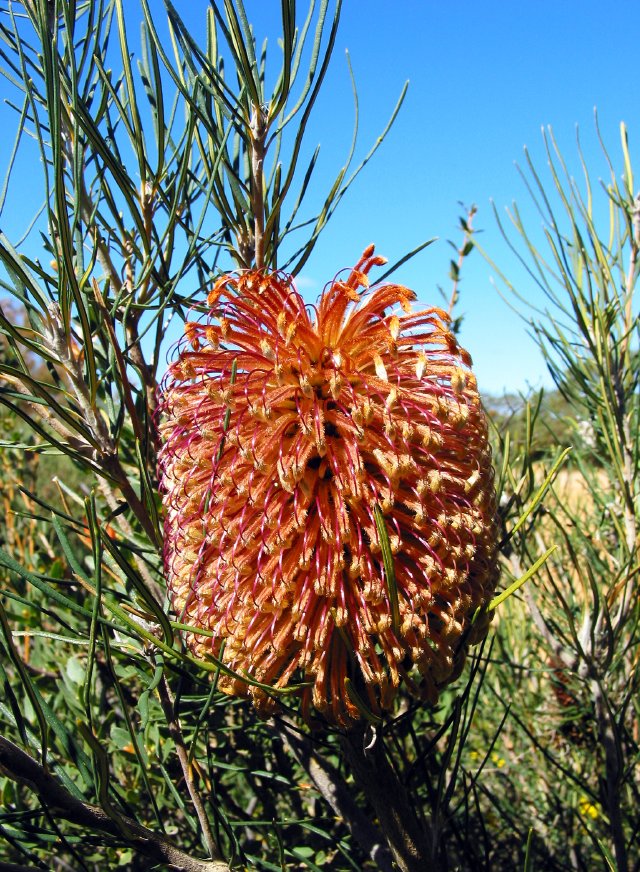 Banksia.  30km west of Badgingarra, Western Australia.