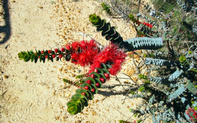 Mystery Plant #7001.  30km west of Badgingarra, Western Australia.