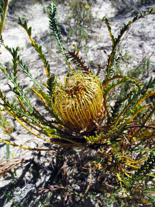 Dryandra flower.