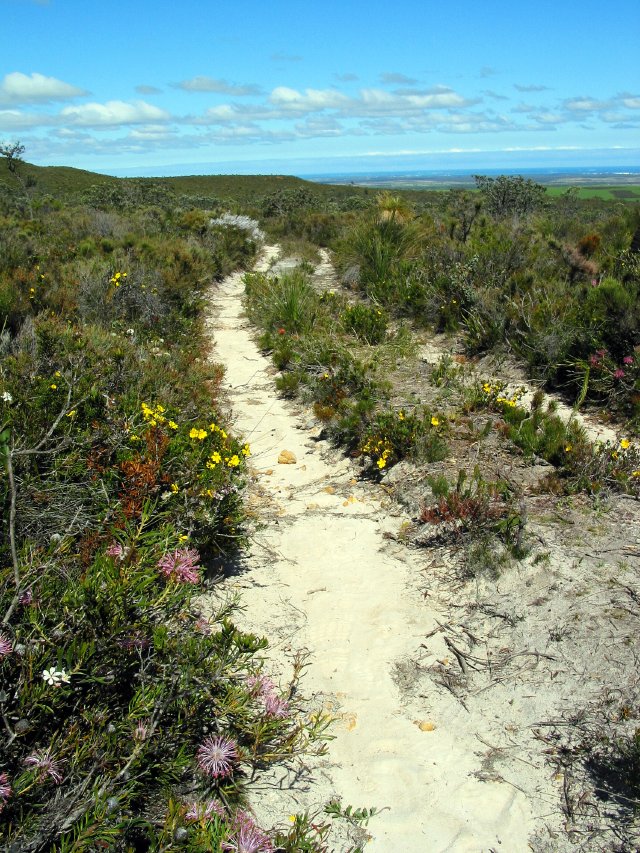 Flowers on both sides, ocean off in the distance.