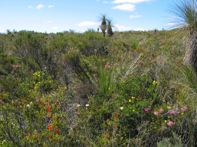 More wildflowers.  Growing among the grass tress.