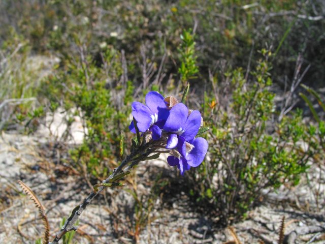 Perhaps a Hovea.