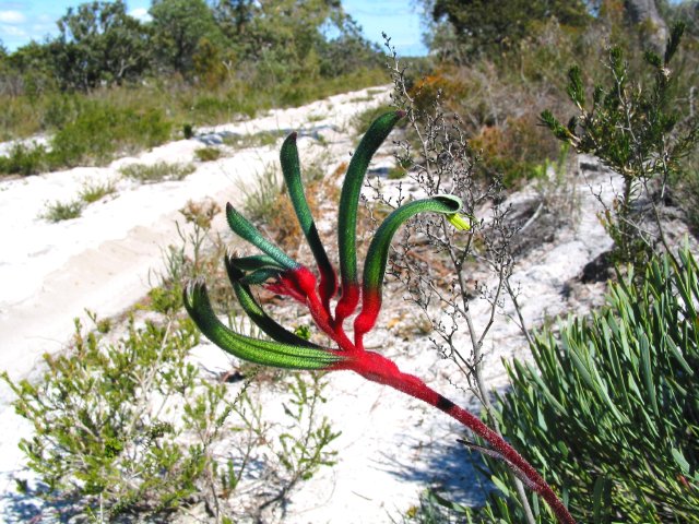 In habitat.   It's the state flower, too!