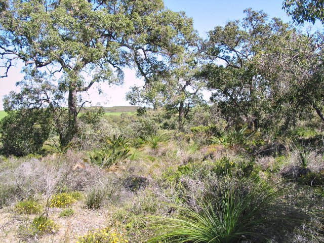 Remnant woodland.  With grass trees and cycads.