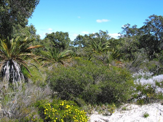 The cycads are Macrozamia fraseri.