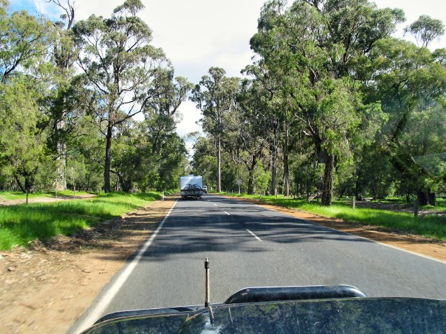 Tuart forest