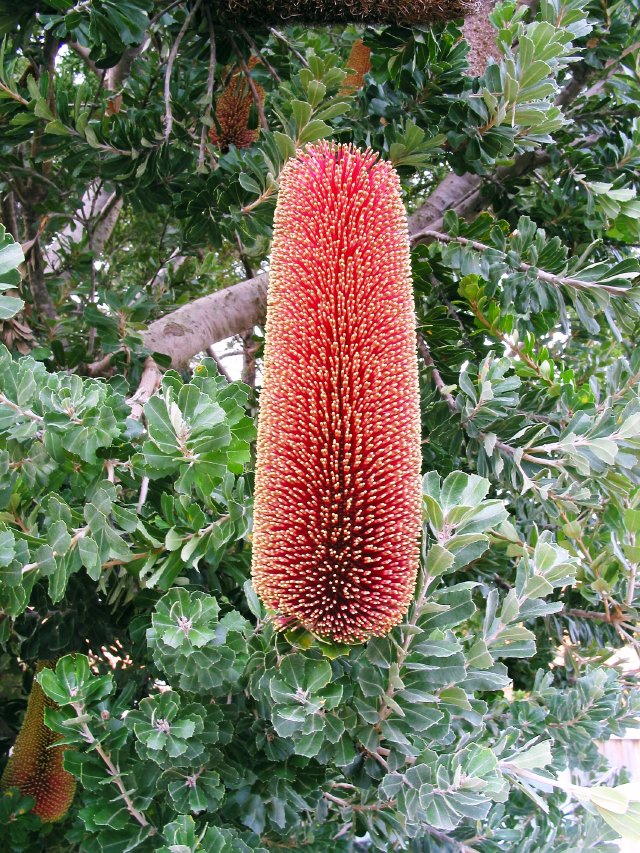 Banksia praemorsa