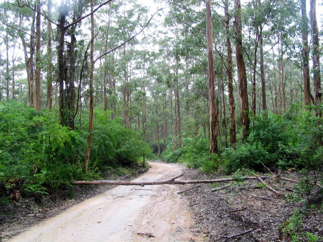 Karridale Forest