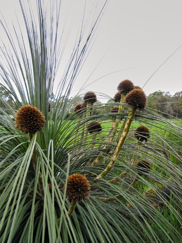 Kingia grass tree