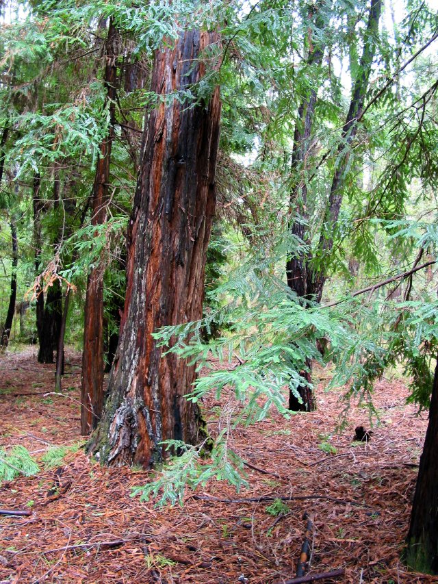 Redwoods at Big Brook Arboreteum