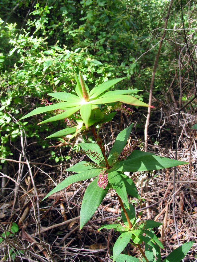 Tassel Bush