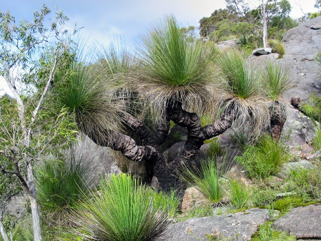 Grass tree, with branches